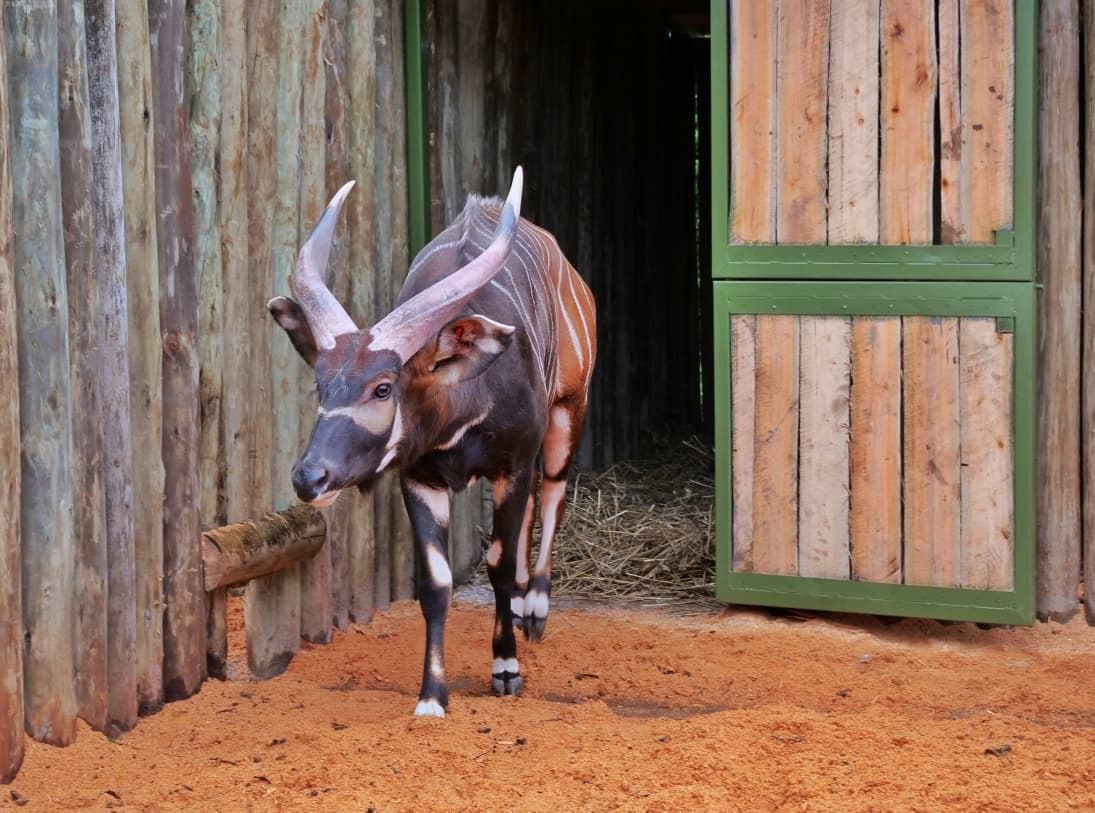 Critically endangered Mountain Bongos return home