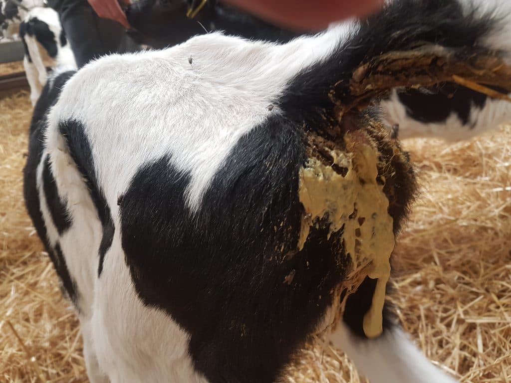 Causes and Prevention of Deadly Calf Diarrhea
