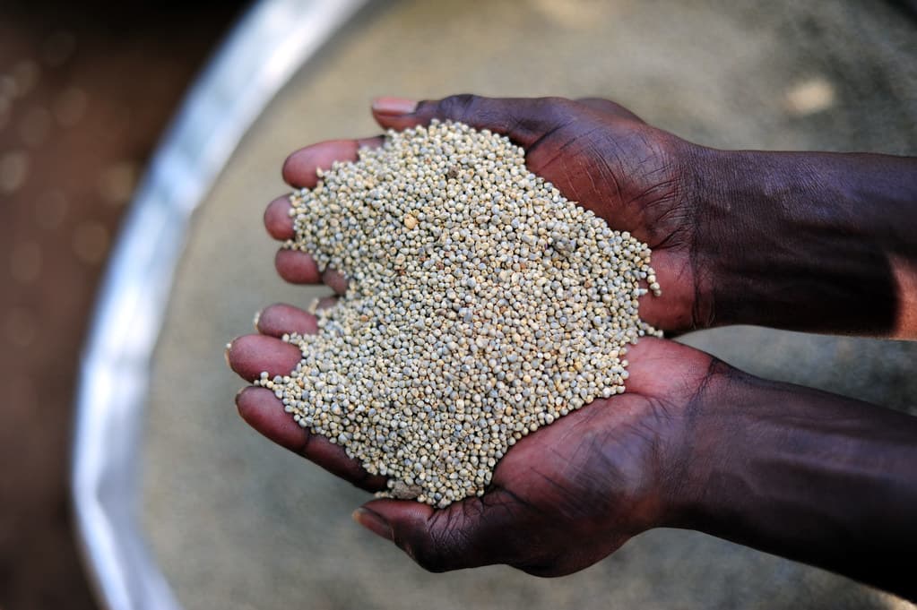 Millet gives new pathway to reversing Africa’s diabetes explosion