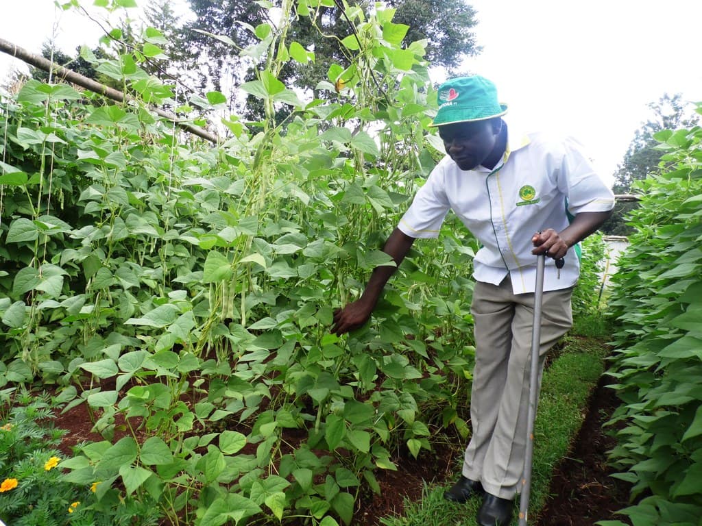 Climbing beans can earn double yields for farmers