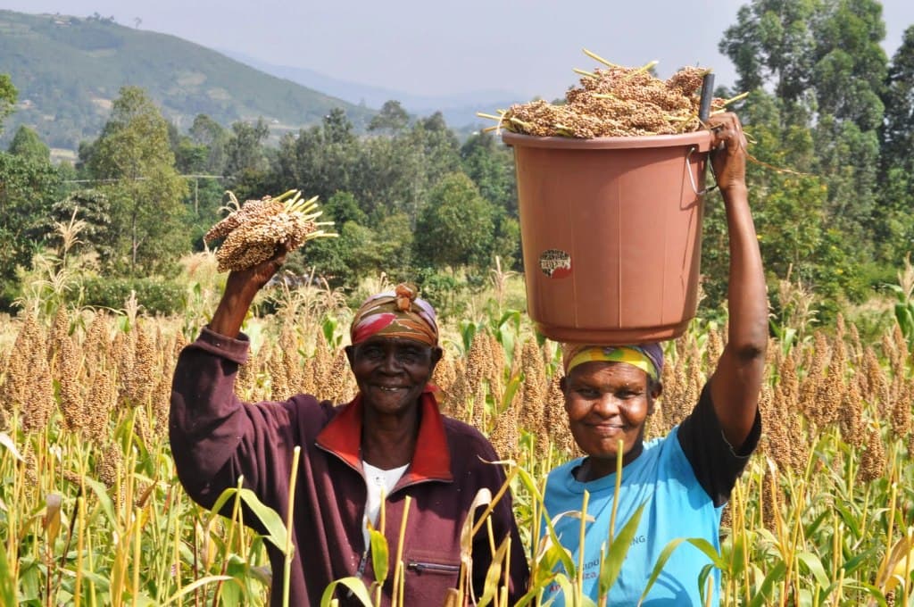 EABL pays Sh1.5bn to its 60,000 small-scale sorghum farmers in the region