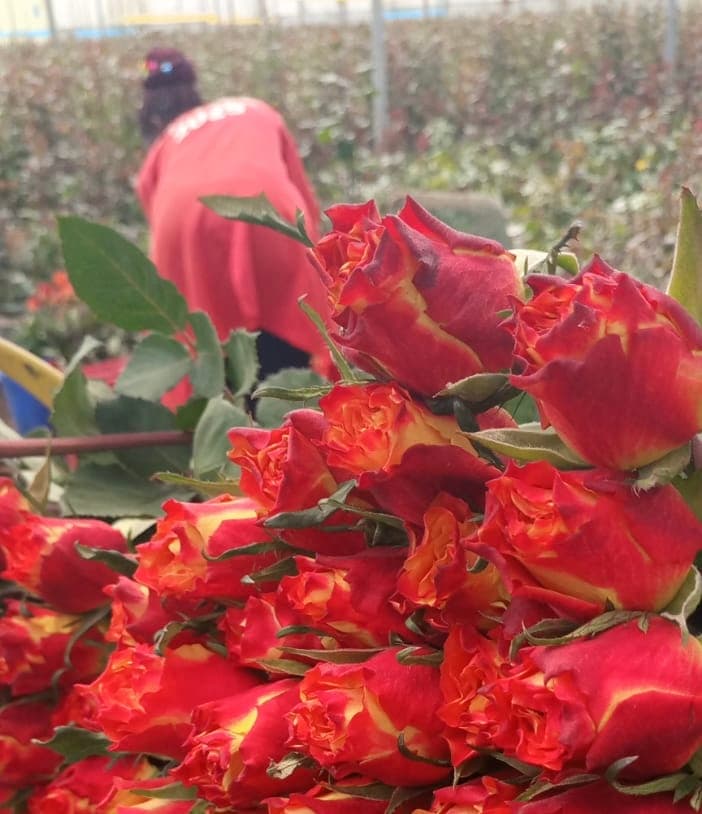 Flower farm burning ¼ tonne of flowers a day grounded by soaring freight rates