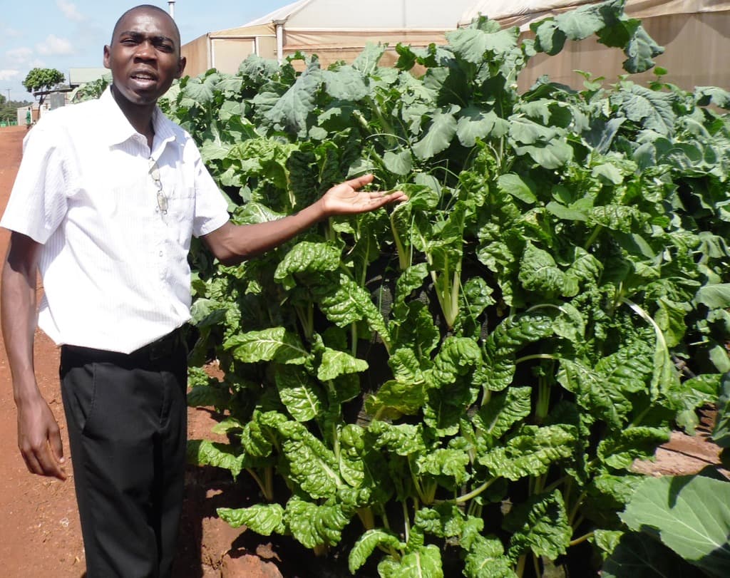 How to avoid soil hardening and crop drying in bag farming