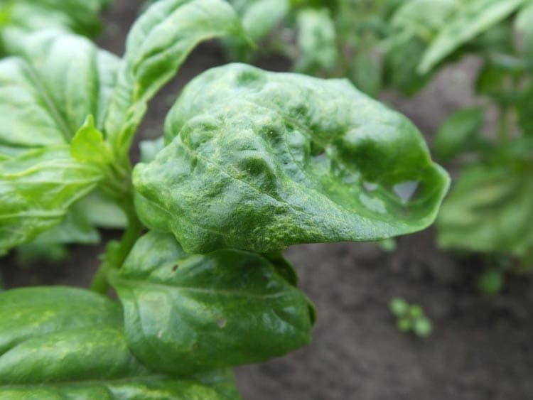 Kenya emerges among Europe’s most pest-ridden sources of fresh exports