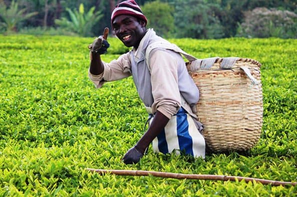 Company flavours tea to boost youth consumption