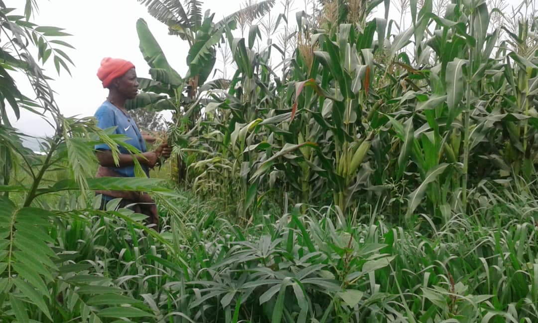 Uasin Gishu youth group triples household incomes with extension service