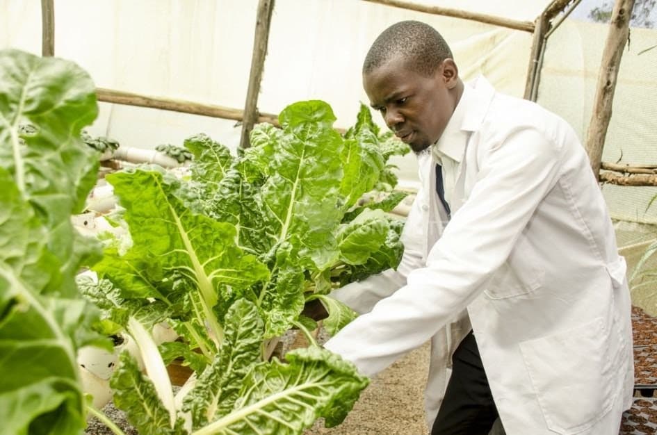 FarmBiz TV:Hydroponic farming doubles yields in fast route to food security.