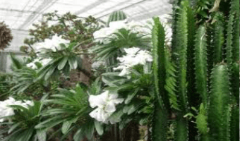 Siaya farmers penetrate export market with little known flower
