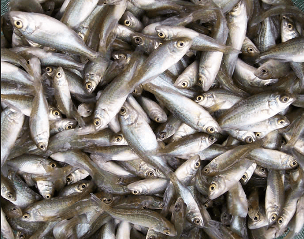 Varsity students invent technology that manipulates sex of fish