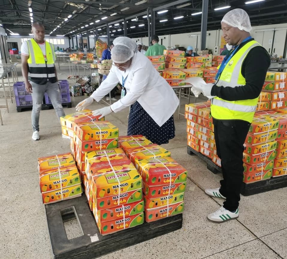 Kenyan weevils undermine Middle East mango market access