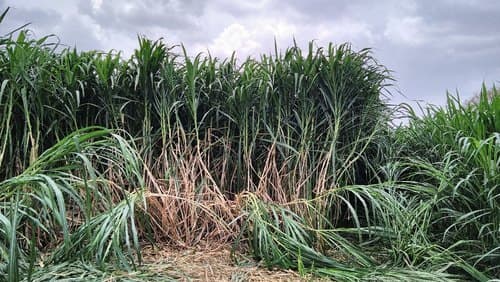 Hybrid Super Napier grass yields 4× regular varieties