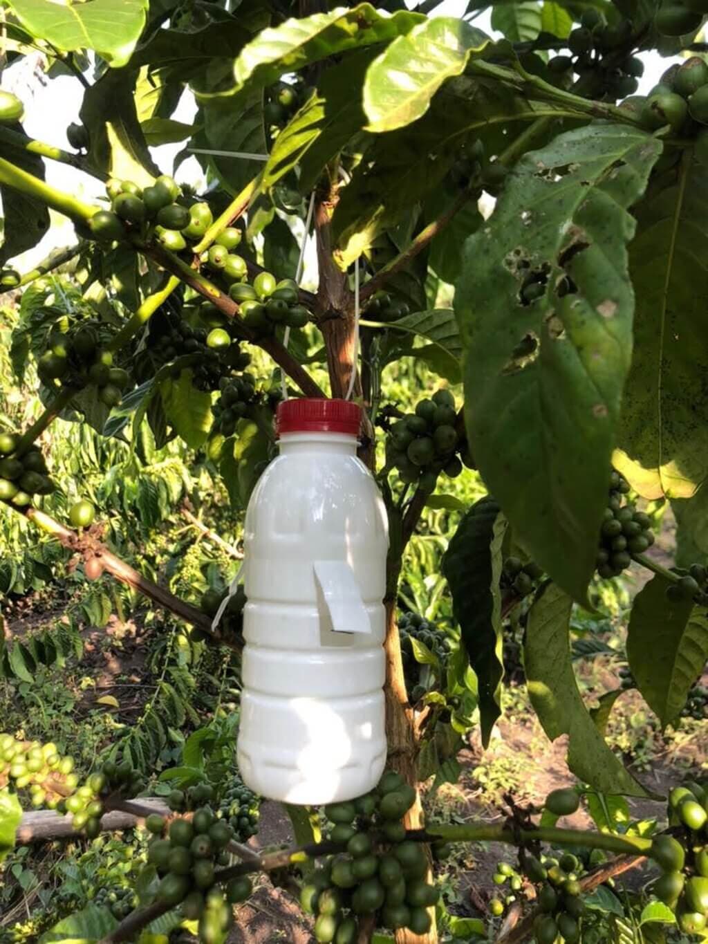 Uganda farmers kill coffee-eating beetle with alcohol traps
