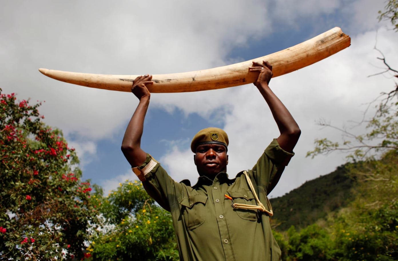 Sh4 Million Payday Goes South: Boda Boda Rider Nabbed with Elephant Tusks in Samburu