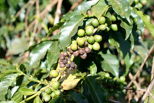 Coffee farmers staring at losses berry disease destroys crop in Mt. Kenya region