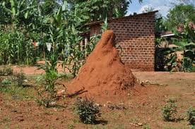 Farmers use anthills to fertilize soils