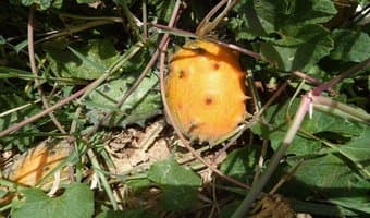 Health conscious Kenyans drive cultivation of neglected thorny fruit