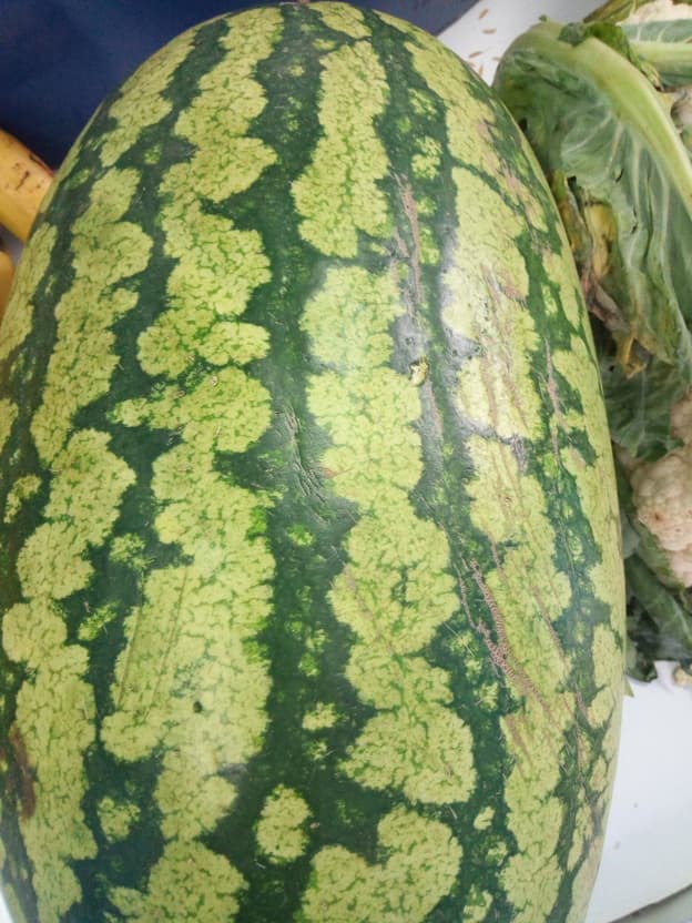 Sukari F1 watermelon variety earns class eight leaver Sh2m gross income a season