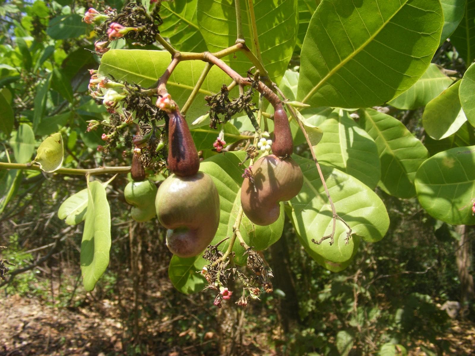 Public and private players intensify efforts to revive cashew nut farming at the coast