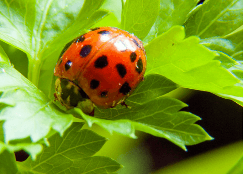 Dhania may help slice farm costs by ‘seducing’ pest eaters