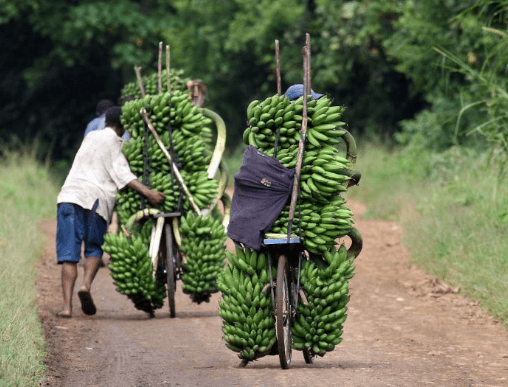“Baba Yao’ painting saves banana farmer against night guarding for theft
