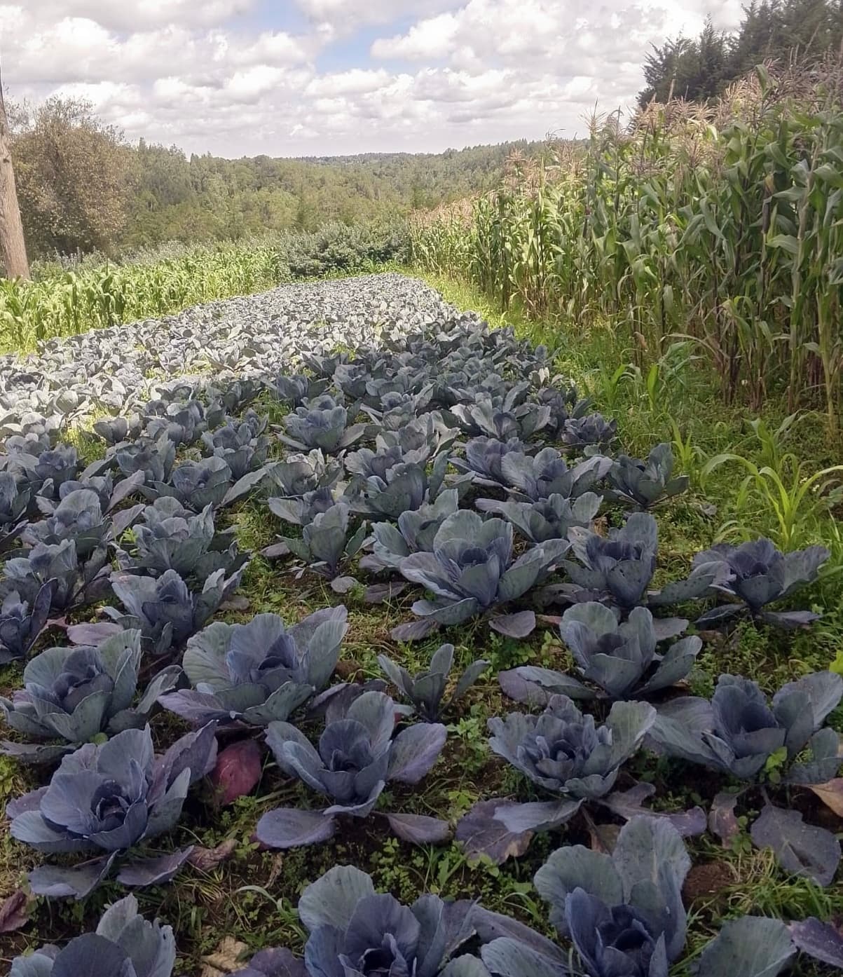 Healthy red cabbage delivers 12x price of green cabbage for Nyandarua farmer