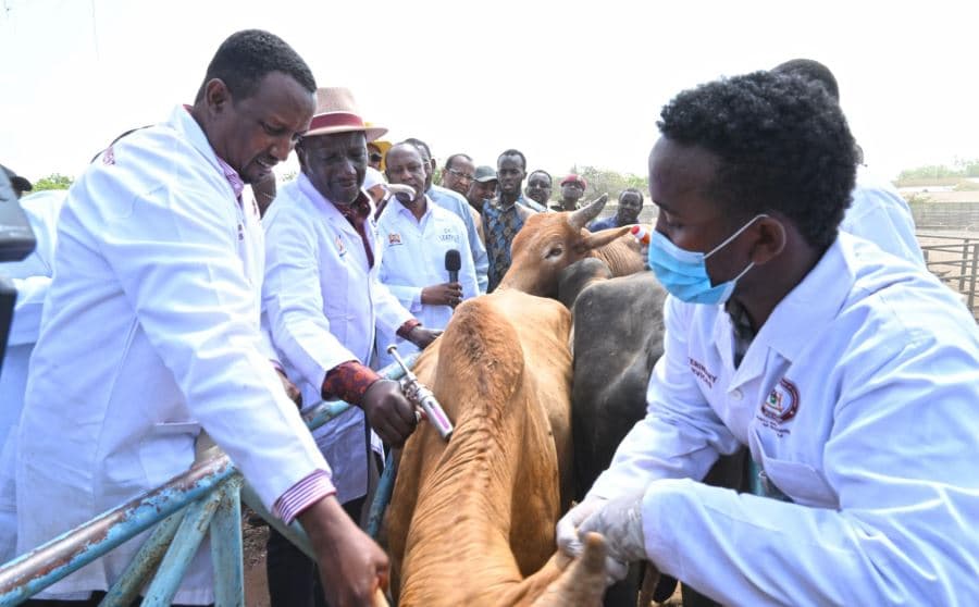 ‘Where is Bill Gates in Garissa?’: Ruto Vaccinates Cattle in Garissa