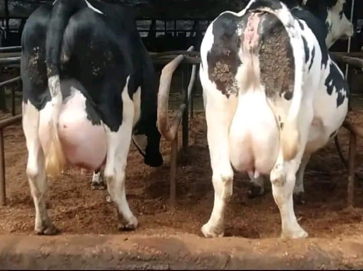 Explainer: How to correctly feed a dairy cow after birth