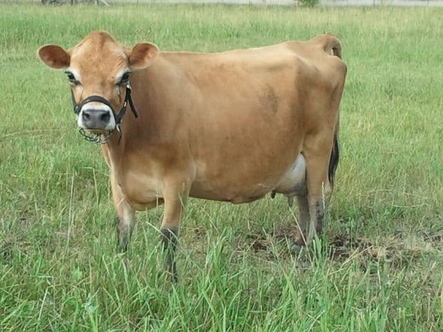 Jerseys rise on producing 3x the milk of Fresians per kg of feed