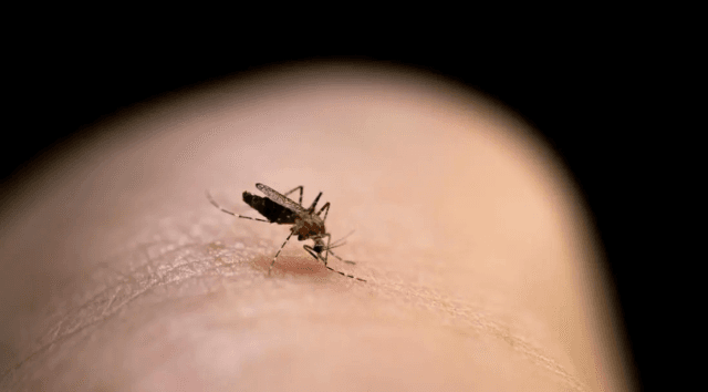 Health: Why You Attract Mosquitoes And How To Get Rid Of Them
