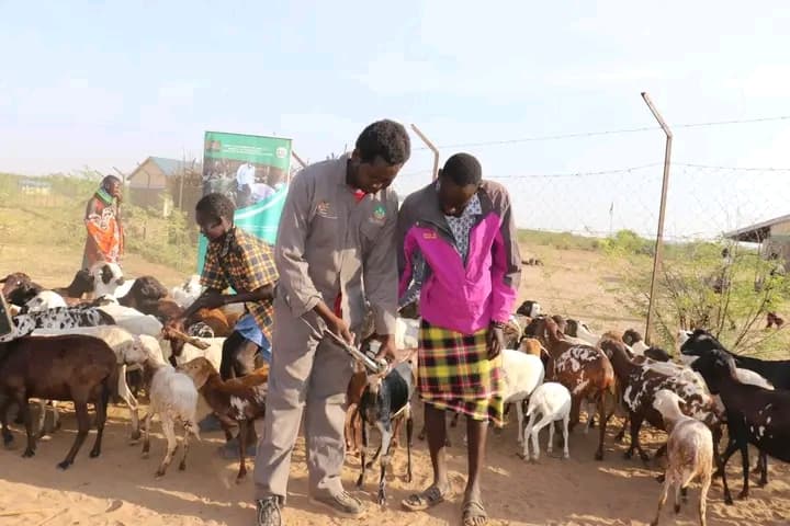 Turkana pastoralists welcome mass livestock vaccination drive to Combat Diseases