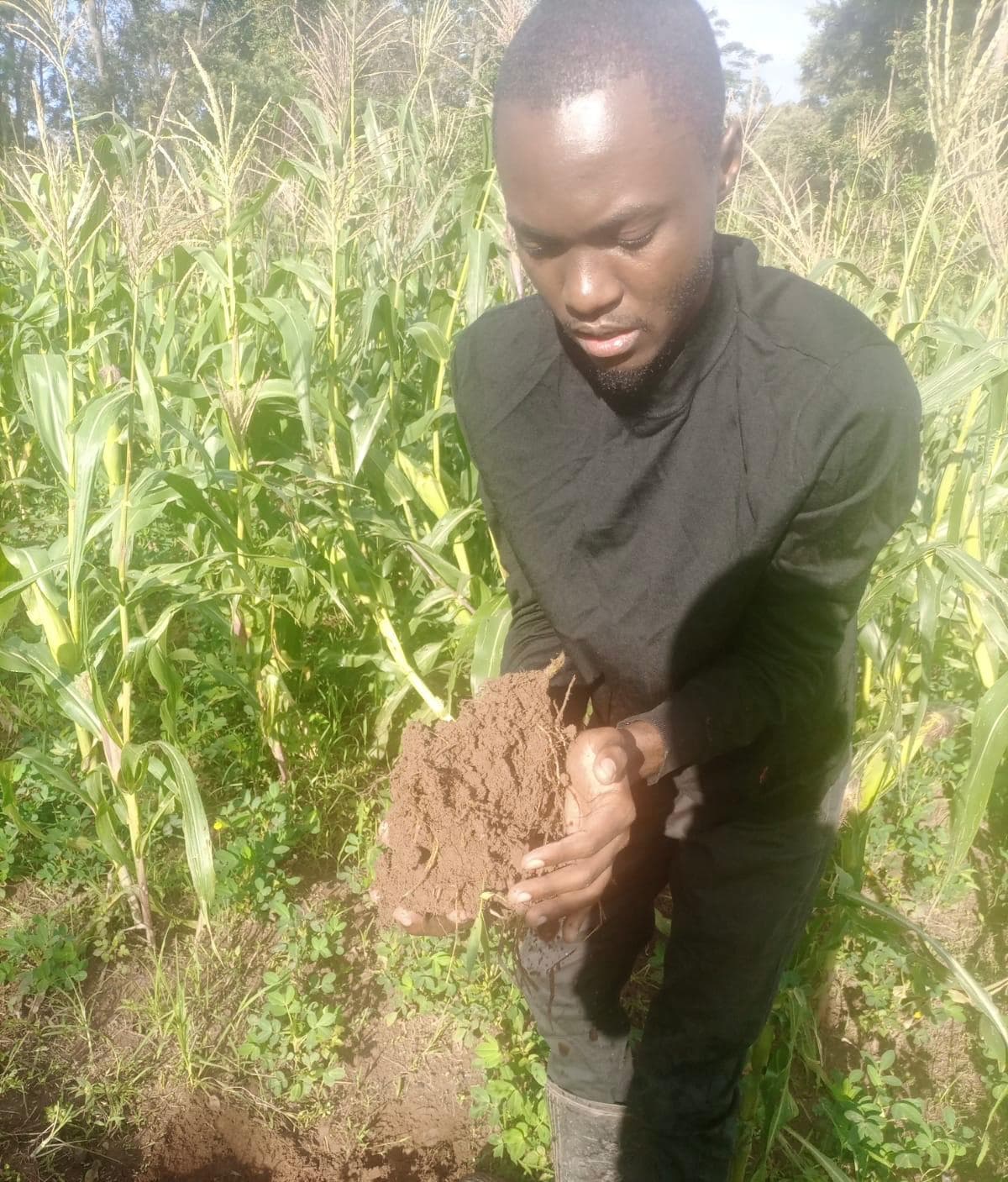 Farmer lifts harvests 50% by turning soil health theory into simple fixes with maize stalks