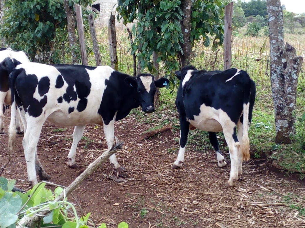 IT Manager excels in dairy farming side hustle job