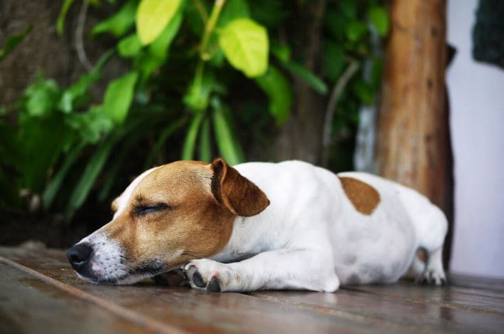 Will CBD Make My Dog Sleep?