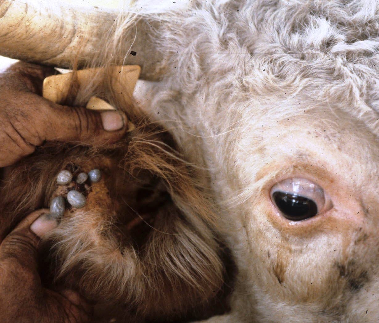 Eldoret farmer doubles milk by changing tick spraying