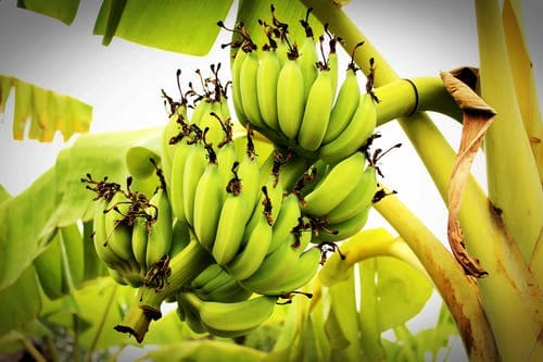 Banana farmer doubles yields from information-sharing WhatsApp group