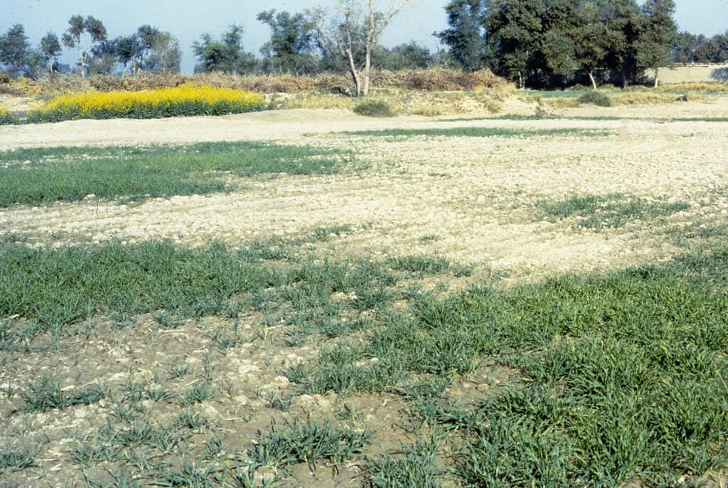 Salt-loving crops double yields of farmers cursed with salty water