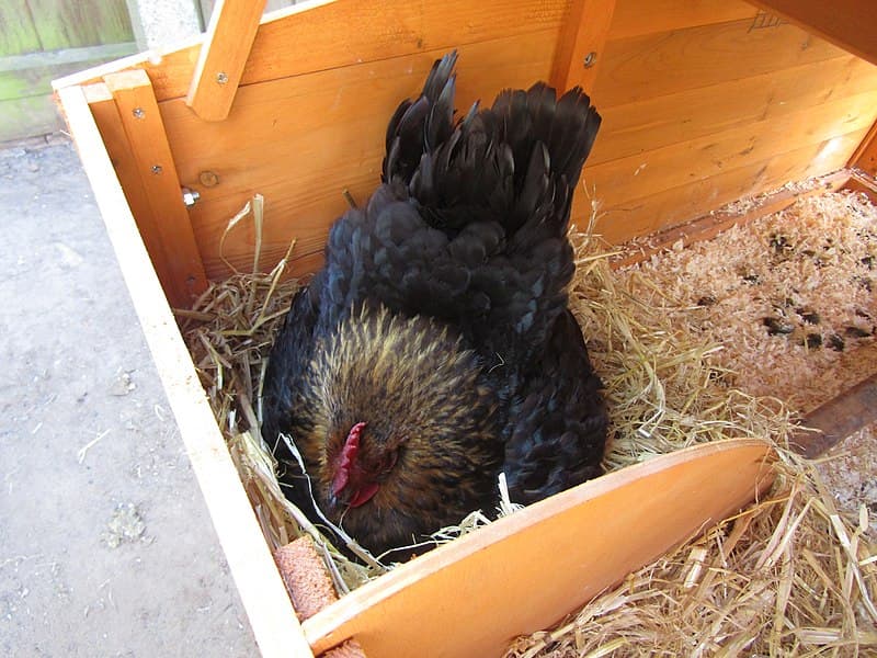 Surrogate brooding increases chicken hatch rate