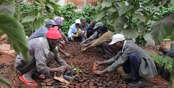 Kisumu to build seven digital weather stations to help farmers in crop production