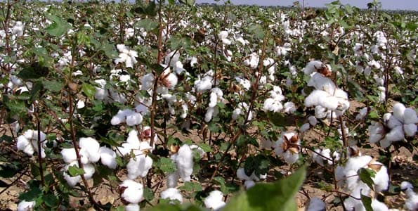 Kisumu County renews plans to revive cotton farming to benefit farmers within Lake Victoria basin