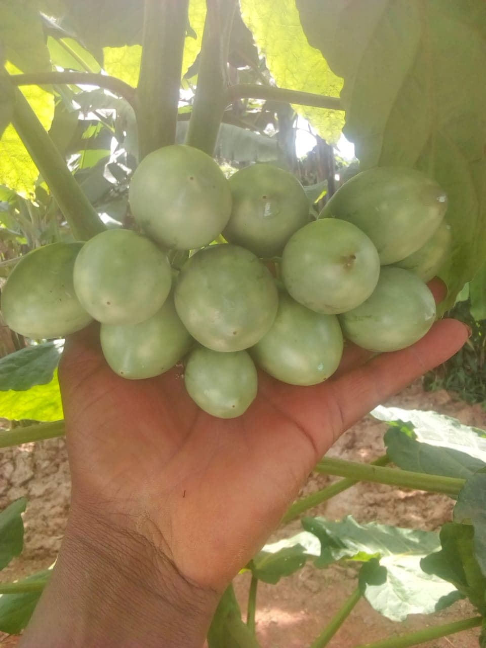 Nyeri farmer finds full time employment in tree tomato production
