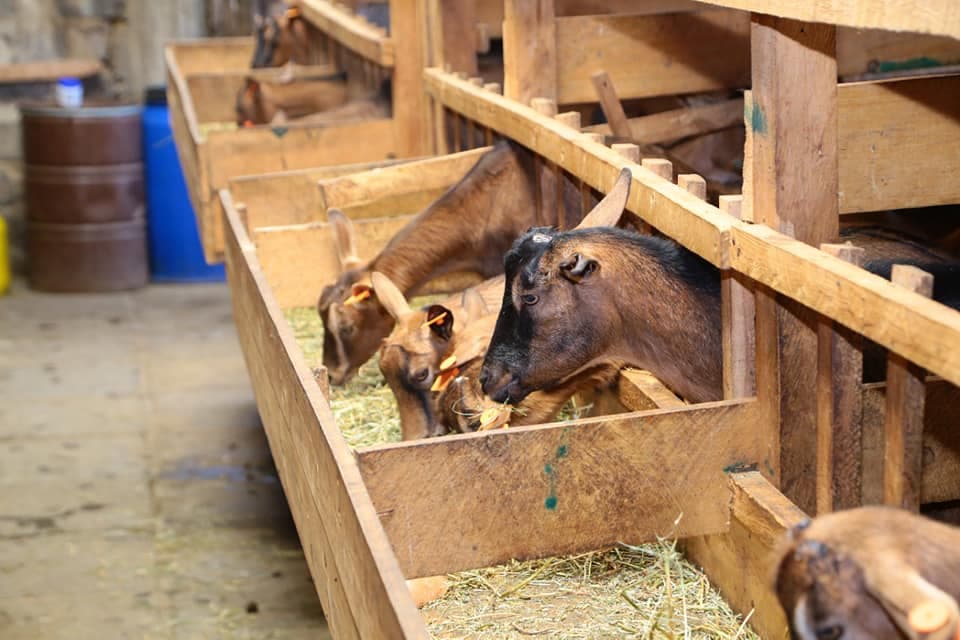 Nairobi Urban Farmer Milking Cash From 82 Dairy Goats