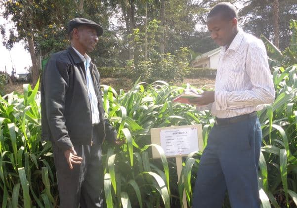 Former Police Officer Strikes Gold with Guatemala Grass