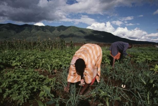 Kenya launches framework to implement climate-smart agriculture