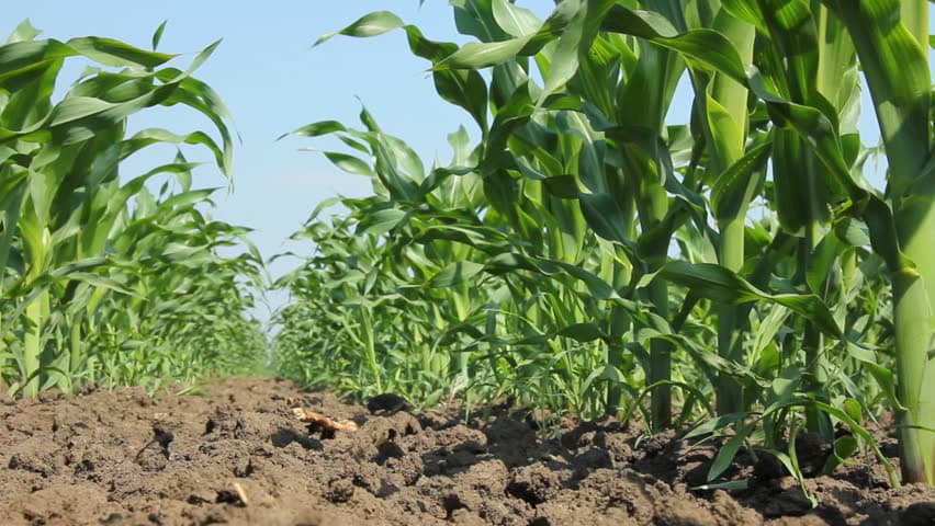 X-Agro field officer goes organic with maize farming