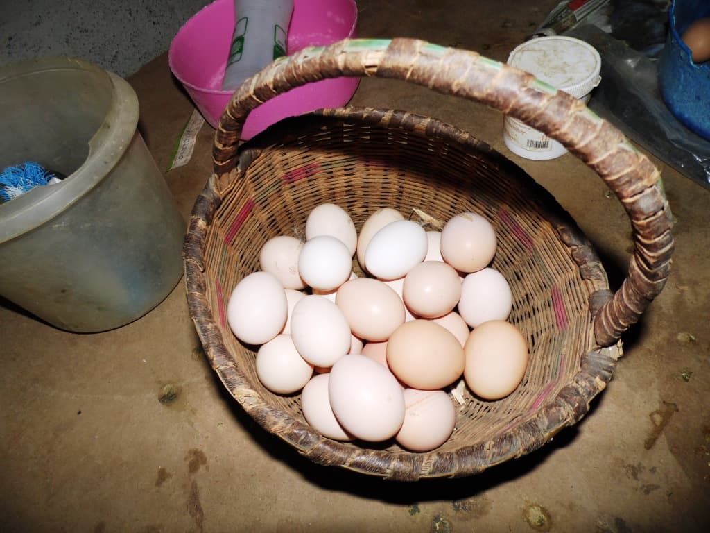 Chicken company buying eggs from farmers
