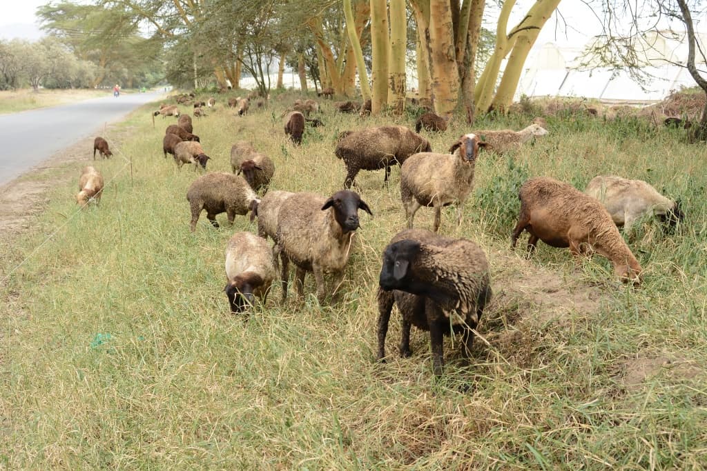 Flower company gives free sheep to Maasai herders to increase their income