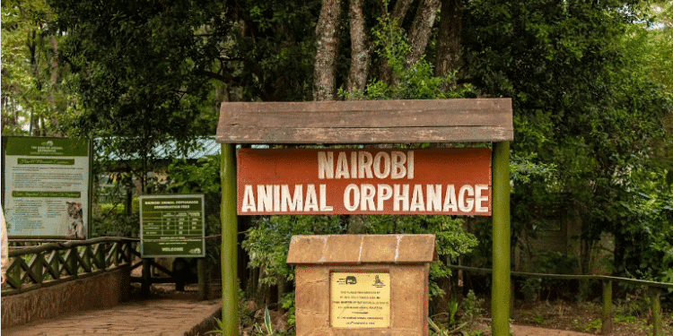 KWS Announces Relocation of Nairobi Animal Orphanage