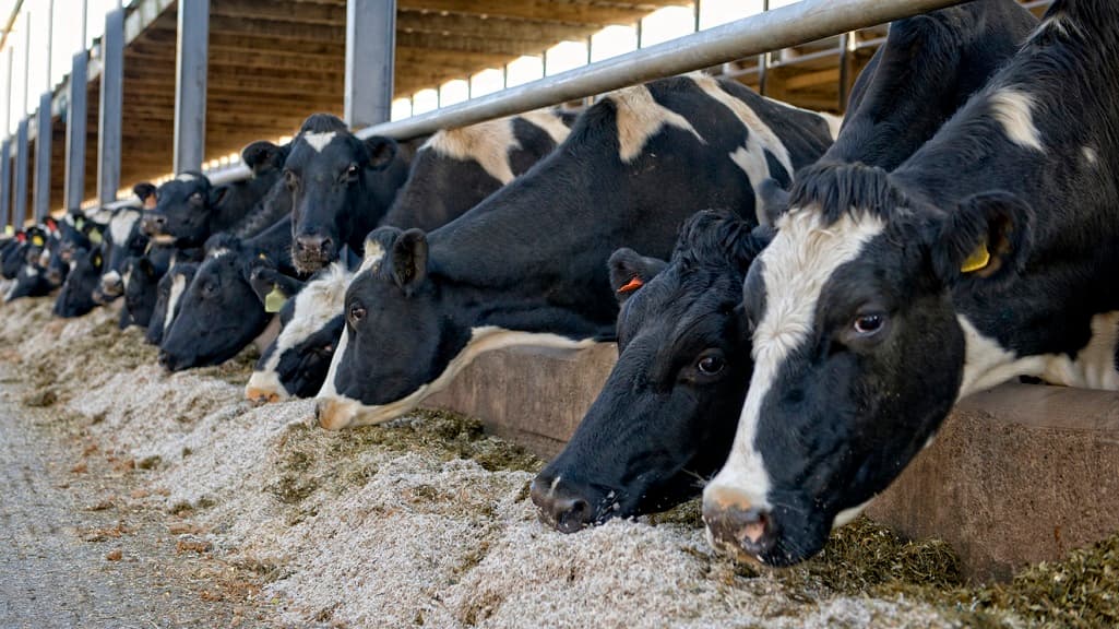 Feed manufacturers, cereal growers deal could reduce feed costs by 50%