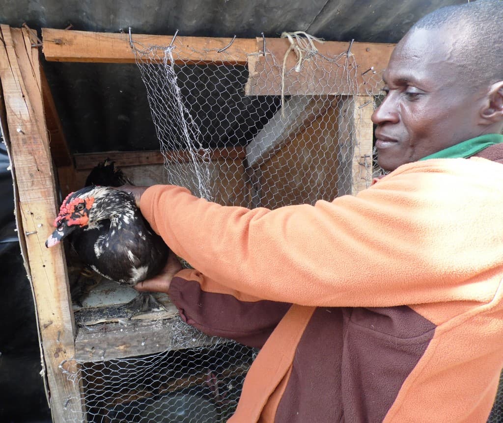 Polythene lining keeps ducks home for Machakos farmer