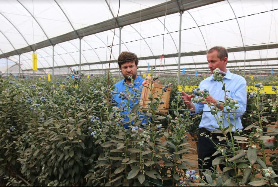 Kakuzi Plc Goes Full Scale on Blueberries With New 30-acre Greenhouse